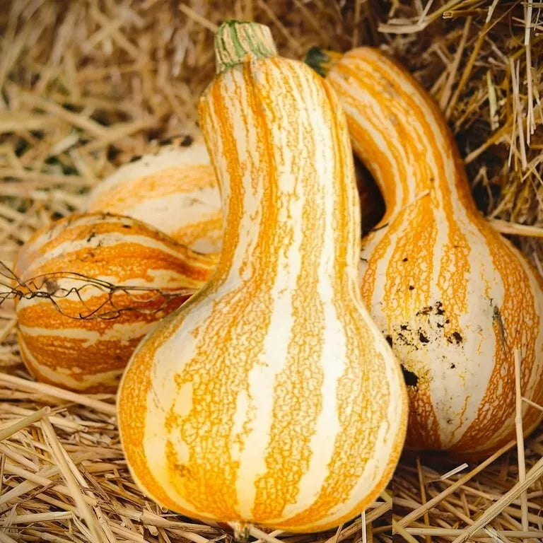 Orange Striped Cushaw Pumpkin Squash Seeds Florida Grown heirloom non-gmo seeds