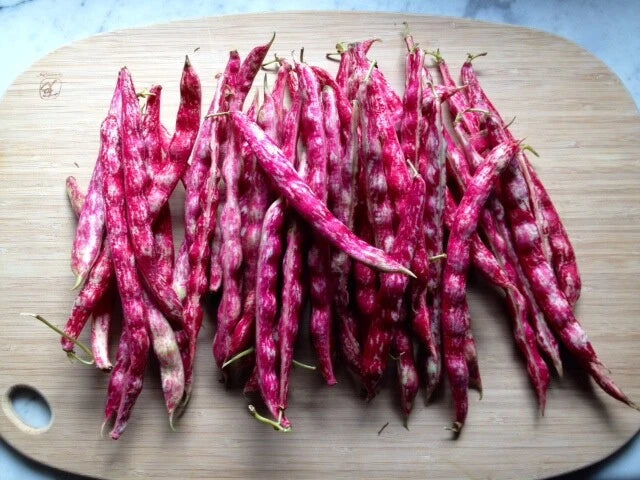 BULK Pink Cranberry Bean Seeds Dwarf Horticultural Taylor Borlotti Pinto – Heirloom, Non-GMO, High Germination Organic Garden Seeds