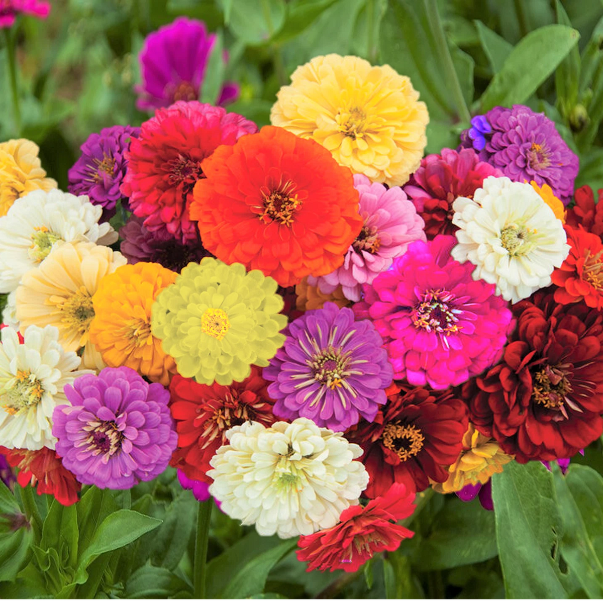 Dahlia Flowered Mix Zinnia Seeds Giant Rainbow Bennarys Big Flower Seed Zinnia elegans heirloom non-gmo seeds