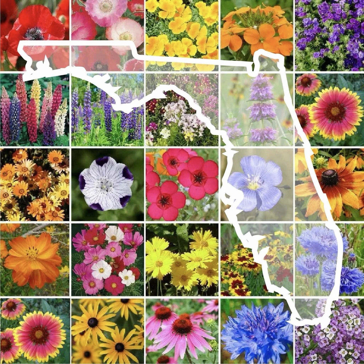 Florida Wildflower Seed Mix Perennials Annuals SHIP heirloom non-GMO seeds