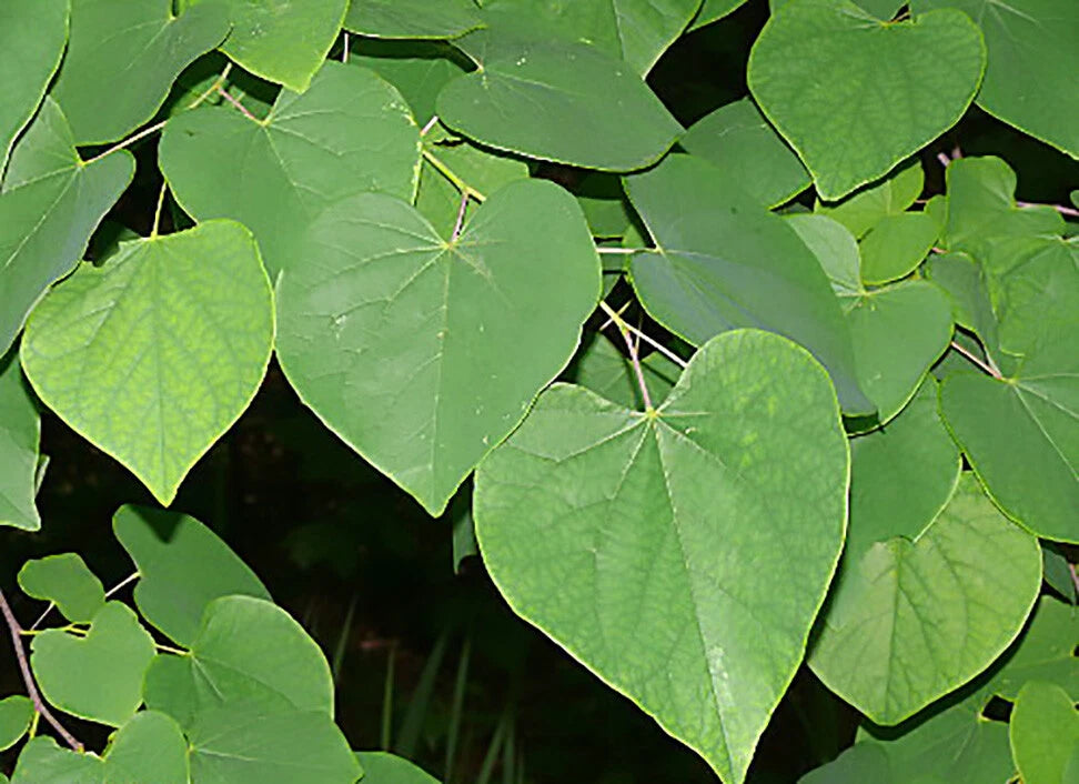 Eastern Red Bud Cercis Canadensis Tree Seeds – Heirloom, Non-GMO, High Germination Organic Garden Seeds
