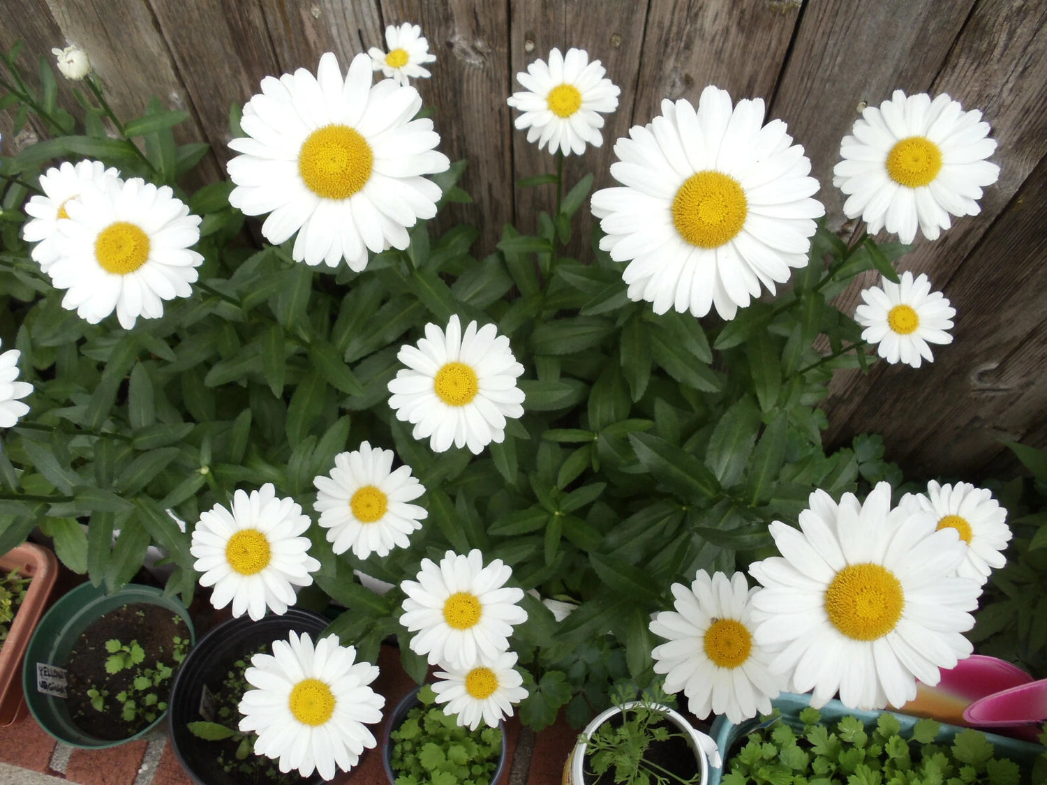 Alaska Shasta Daisy Seeds North Eastern Cold Hardy Variety – Heirloom, Non-GMO, High Germination Organic Garden Seeds