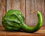 Caveman s Club Dinosaur Gourd Seeds Genuine heirloom non-gmo seeds