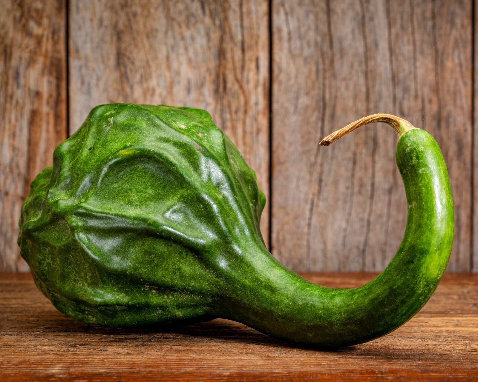 Caveman s Club Dinosaur Gourd Seeds Genuine heirloom non-gmo seeds