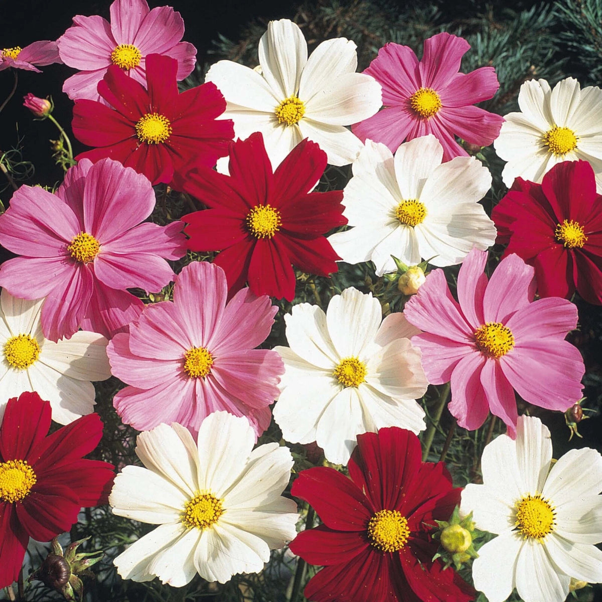 Cosmos Bipinnatus Sensation Dwarf Seed Mix- - Seeds heirloom non-gmo seeds