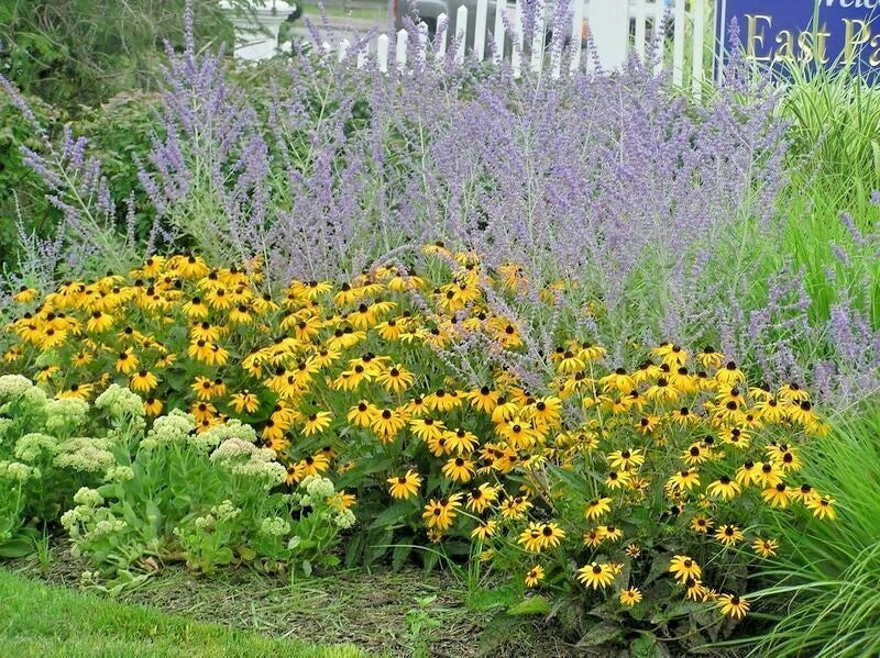 BROWN EYED SUSAN Seeds Branched Coneflower Perennial Native Wildflower Bushy Various Wildflower Species heirloom non-gmo seeds