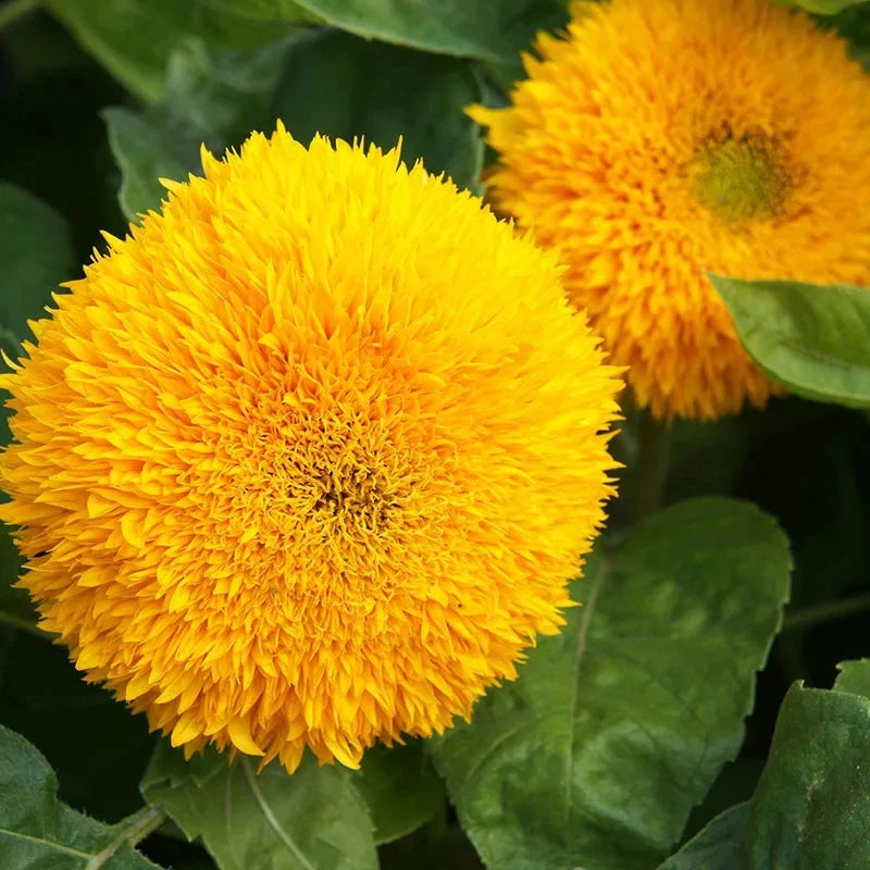 DOUBLE DWARF SUNFLOWER SEEDS -- DWARF TEDDY BEAR --- SUNGOLD – Heirloom, Non-GMO, High Germination Organic Garden Seeds