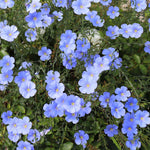 BLUE FLAX SEEDS Linum lewisii FLORIDA GROWN WILDFLOWER HERB Various Wildflower Species heirloom non-gmo seeds