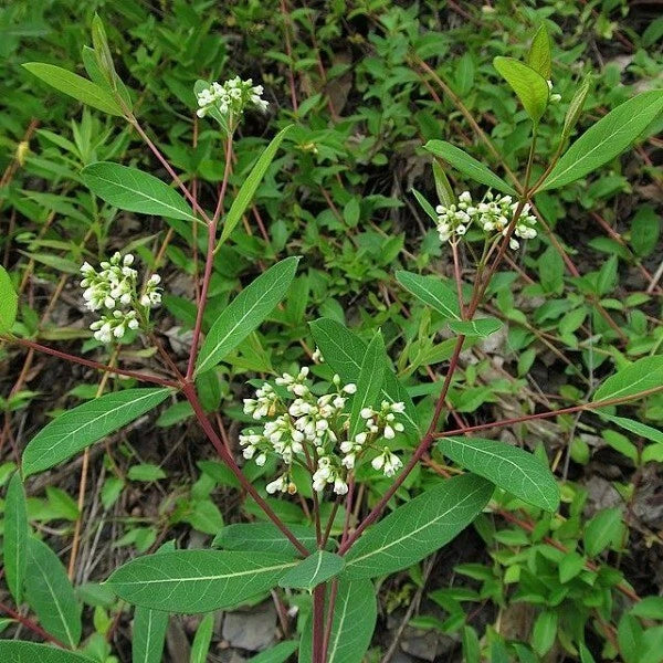 Apocynum cannabinum Dogbane Seeds heirloom non-gmo seeds