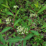 Apocynum cannabinum Dogbane Seeds heirloom non-gmo seeds