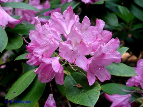 Rosebay Rhododendron Rhododendron maximum Shrub Seeds – Heirloom, Non-GMO, High Germination Organic Garden Seeds