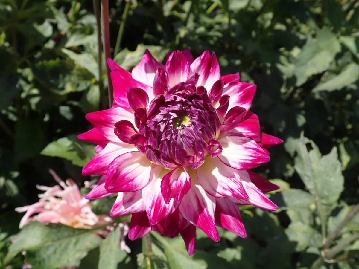 Enchantress Dahlia Perennial Seeds D042 – Heirloom, Non-GMO, High Germination Organic Garden Seeds