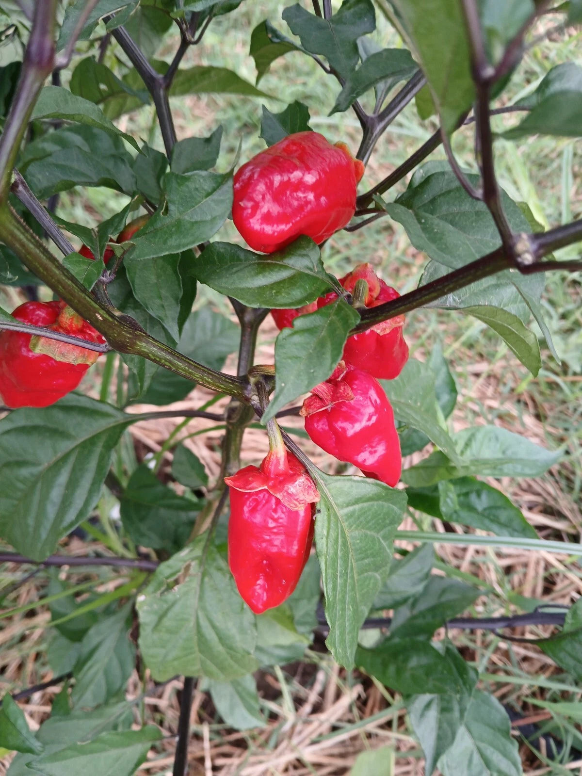 Red Pot Bubblegum Pepper Seeds – Heirloom, Non-GMO, High Germination Organic Garden Seeds