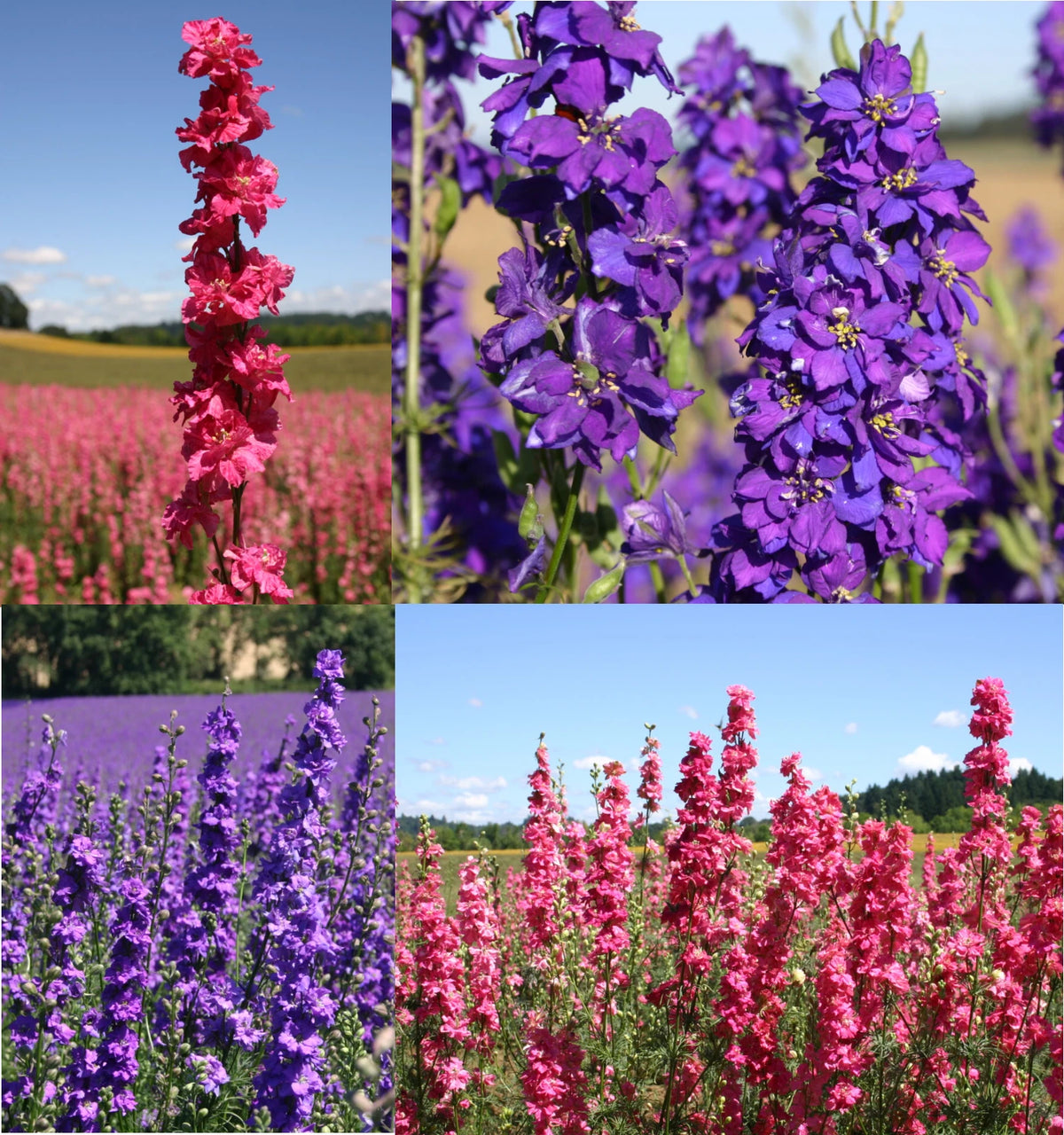 Rocket Larkspur Delphinium ROMANCE MIX Pink Blue Pollinators Seeds heirloom non-gmo seeds