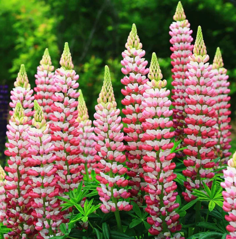 Russell Lupine CHATELAINE Apricot Perennial Hummingbirds Seeds heirloom non-GMO seeds