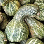 CUSHAW GREEN STRIPED PUMPKIN SEEDS FOR GARDENS heirloom non-gmo seeds