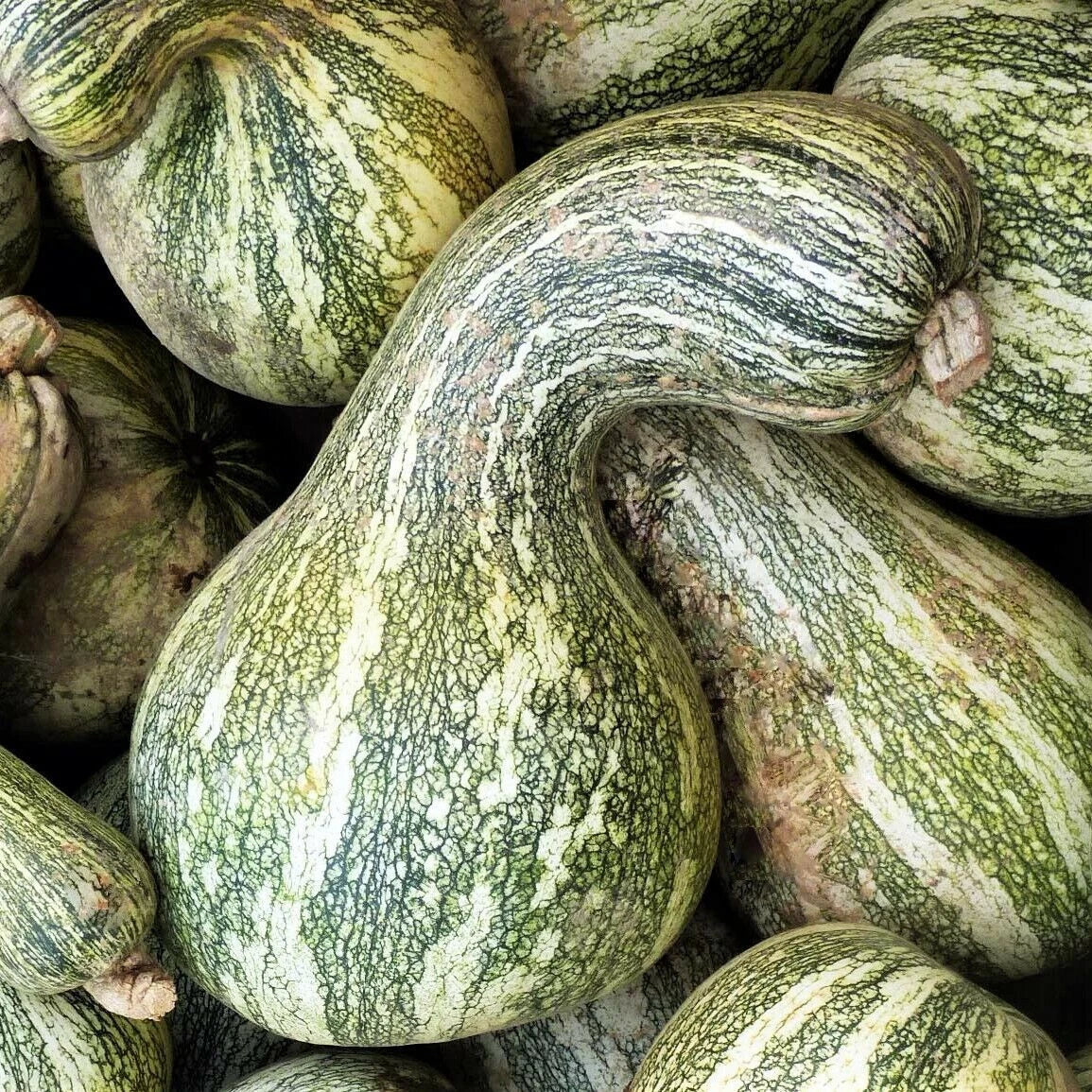 CUSHAW GREEN STRIPED PUMPKIN SEEDS FOR GARDENS heirloom non-gmo seeds