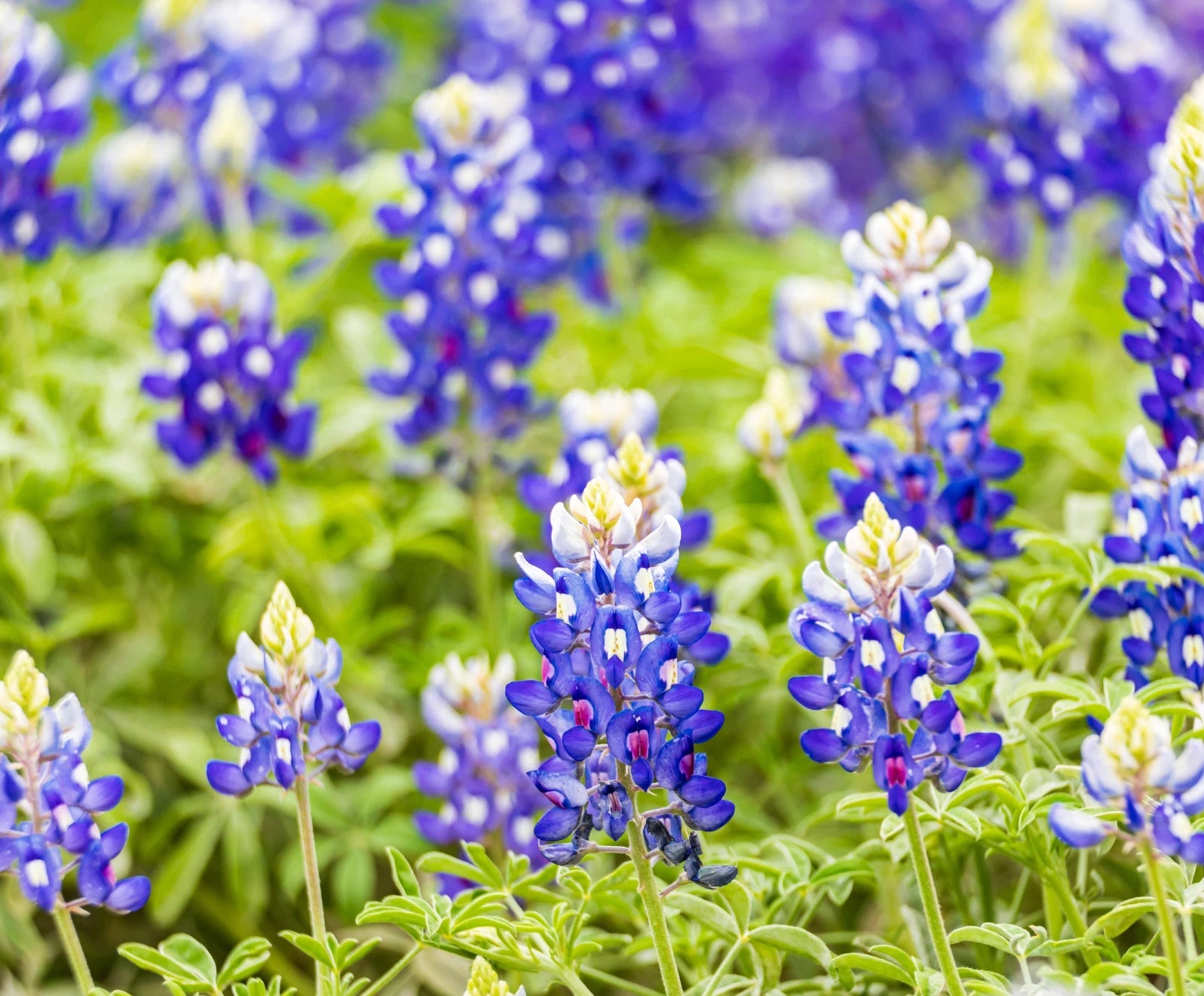 Texas Bluebonnet Seeds Lupinus texensis Texas State Flower Genuine – Heirloom, Non-GMO