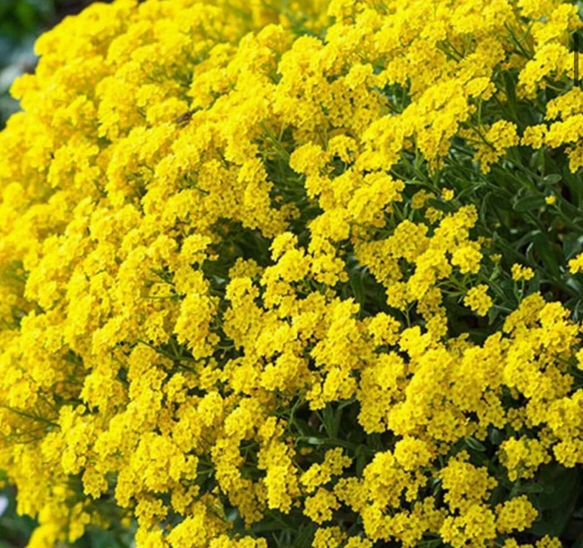 -Alyssum Basket of Gold Seeds Shipping heirloom non-gmo seeds