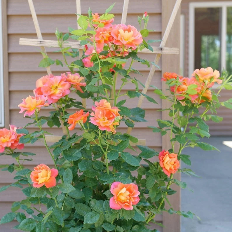 Orange Climbing Rose Seeds - Seeds - Rose Flower Gardening – Heirloom, Non-GMO, High Germination Organic Garden Seeds