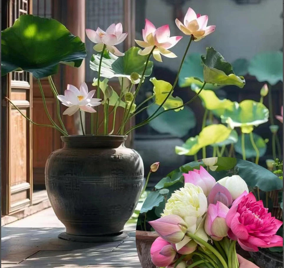 Lotus Mixed Color Bonsai Bowl Lotus Seeds heirloom non-gmo seeds