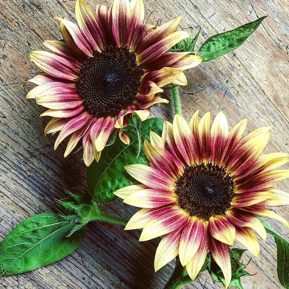 Sunflower Strawberry Blonde seeds – Heirloom, Non-GMO, High Germination Organic Garden Seeds