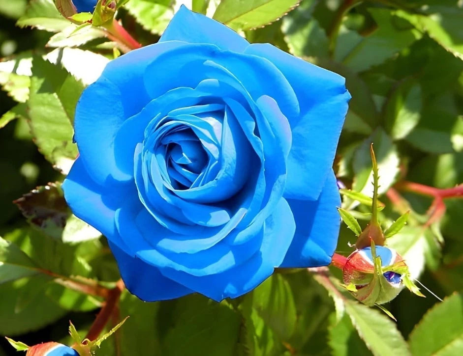 Blue Climbing Rose Bush Seeds - Seeds - Rose Flower Gardening heirloom non-GMO seeds