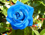 Blue Climbing Rose Bush Seeds - Seeds - Rose Flower Gardening heirloom non-GMO seeds