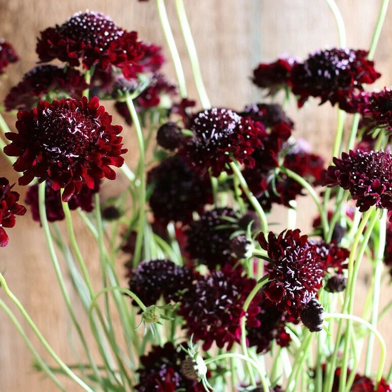 Scabiosa Black Knight seeds – Heirloom, Non-GMO, High Germination Organic Garden Seeds