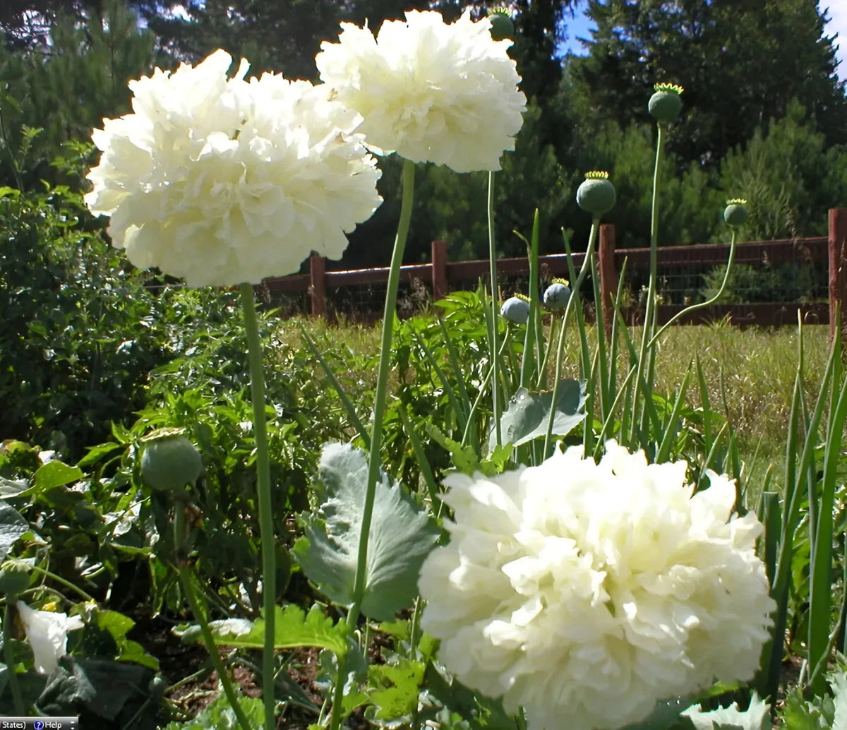 Double White Peony Poppy Seeds - P Somniferum Large Stunning White Blooms – Heirloom, Non-GMO, High Germination Organic Garden Seeds