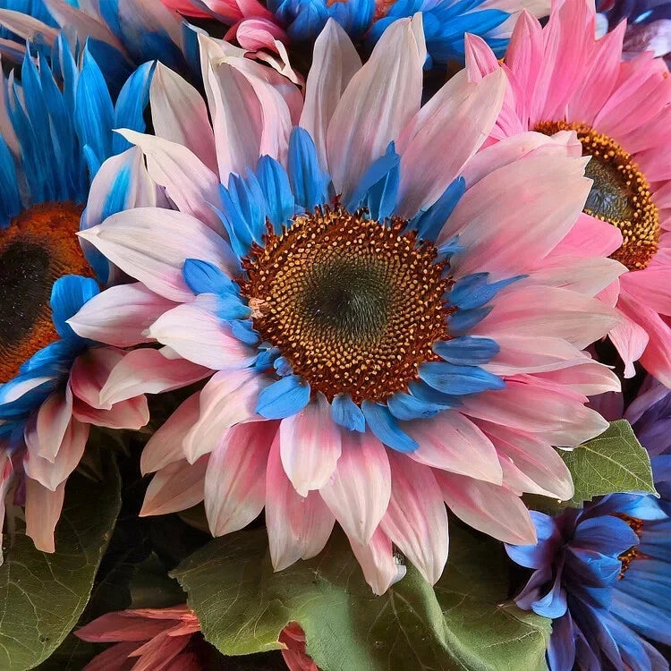 PCS Double Flowered Sunflower Blue Pink Miracle Seeds heirloom non-GMO seeds