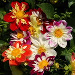 Dahlia Dandy Improved Mix seeds heirloom non-gmo seeds