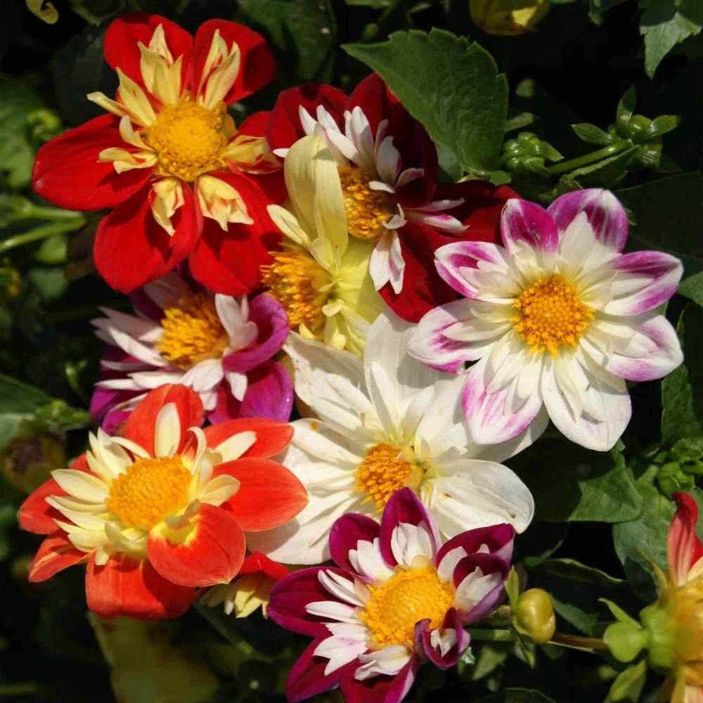 Dahlia Dandy Improved Mix seeds heirloom non-gmo seeds