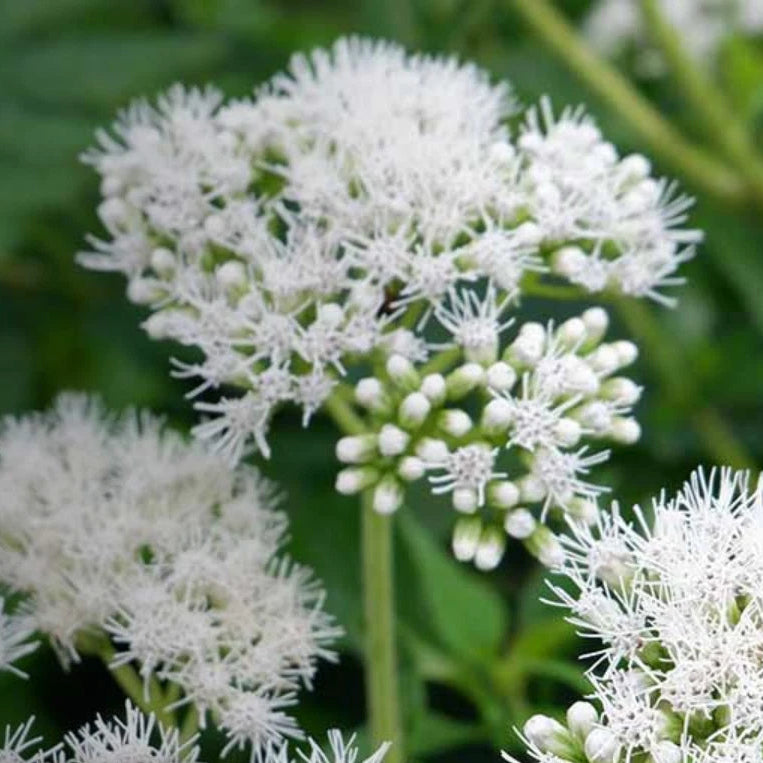 Boneset Eupatorium - Seeds Herb Eupatorium perfoliatum heirloom non-gmo seeds