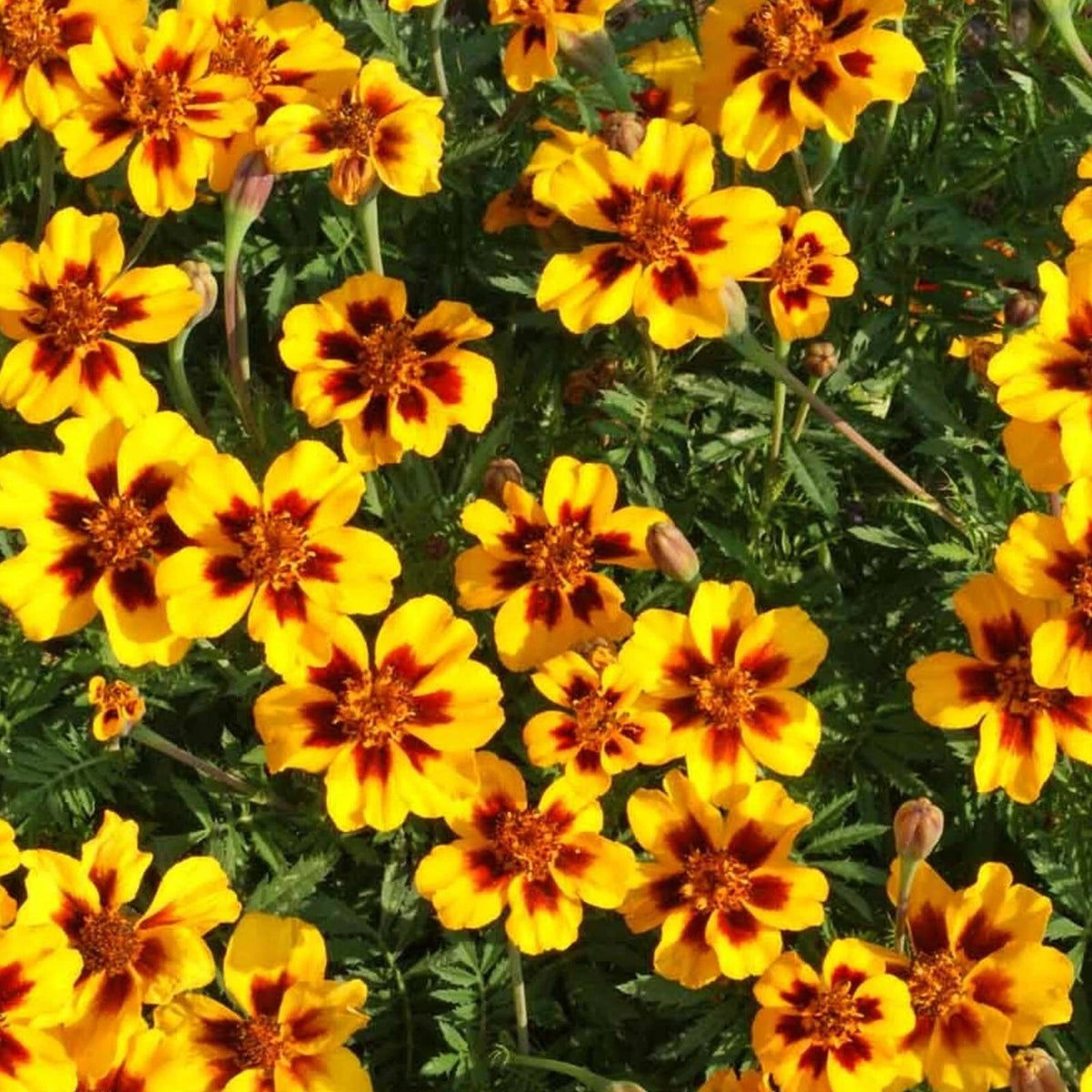 Dainty Marietta Marigold Seeds DWARF Flower Tagetes Patula S&H heirloom non-GMO seeds