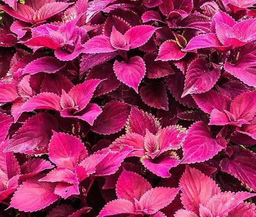 Velvet Coleus Jazz Flower Seeds for Planting - Heirloom and Non-GMO Garden Seeds Dhara Seeds