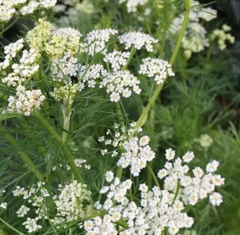 Caraway Seeds Flower & Herb Gardening Plant Seed Shipping – Heirloom, Non-GMO, High Germination Organic Garden Seeds