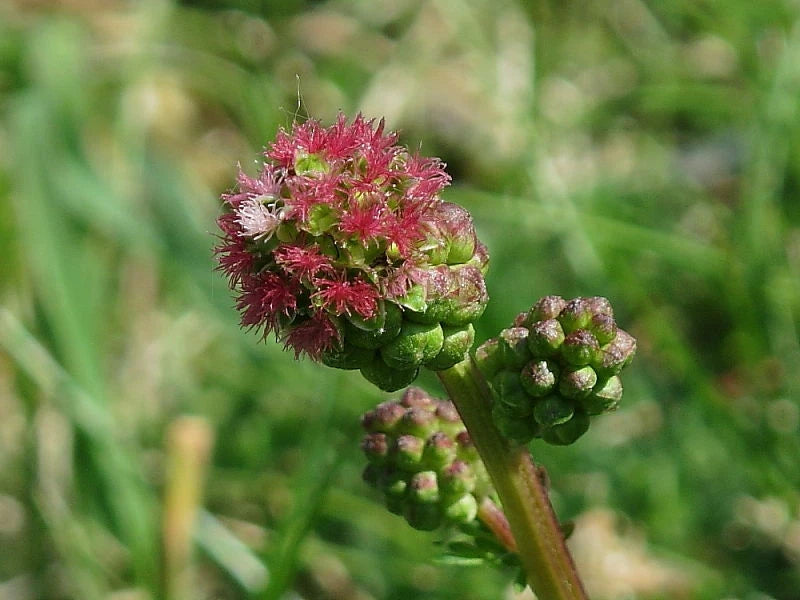 Salad Burnet Seeds SMALL Sanguisorba Minor Herb Flower Forage S&H heirloom non-gmo seeds
