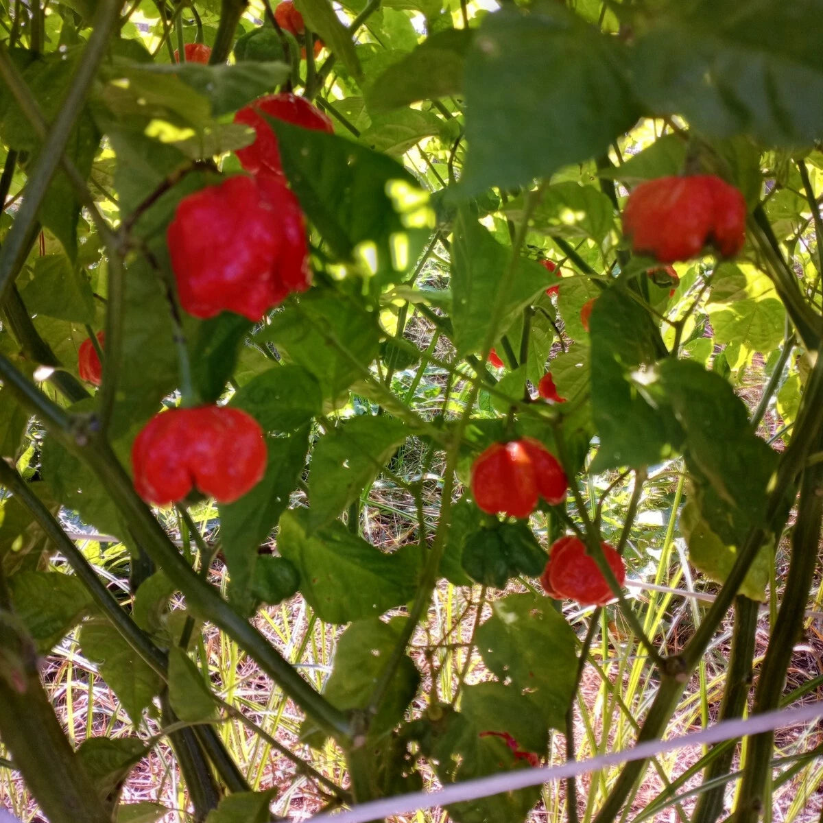 TRINIDAD MORUGA SCORPION CHILI PEPPER SEED SHIPPING Seeds – Heirloom, Non-GMO, High Germination Organic Garden Seeds