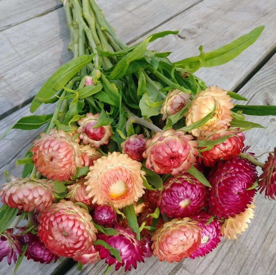 Dwarf Strawflower Mix Color - Seeds - Annual Plant for Home Garden – Heirloom, Non-GMO, High Germination Organic Garden Seeds