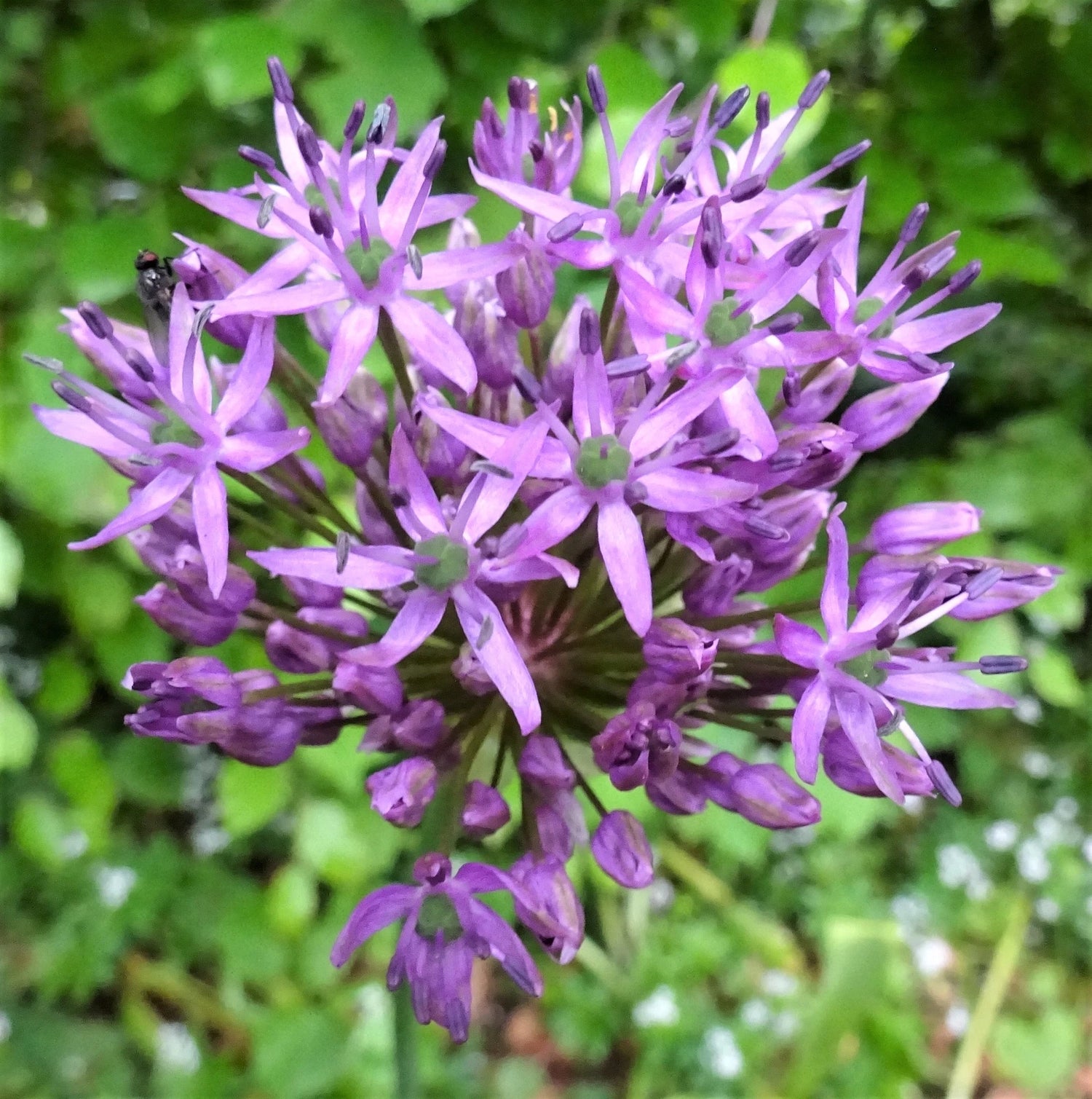 ALLIUM GIGANTEUM Seeds Giant Onion shipping Annual – Heirloom, Non-GMO, High Germination Organic Garden Seeds