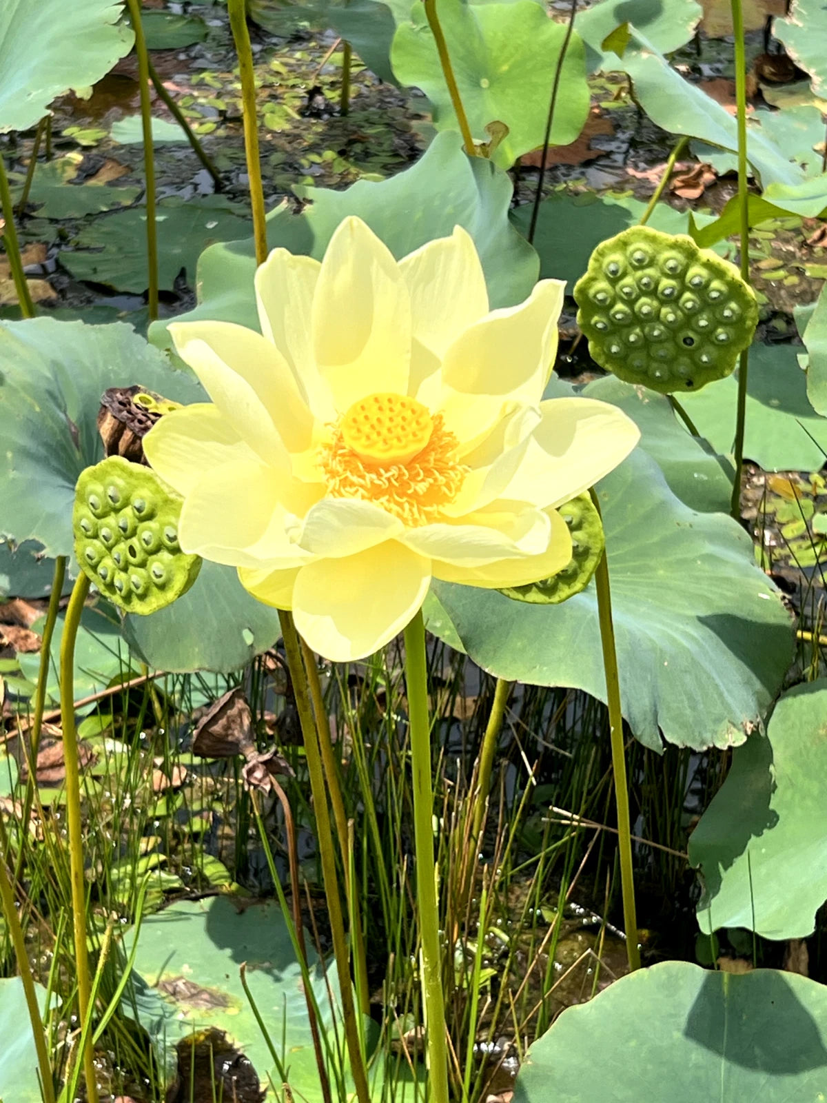 Yellow Lotus Flower Seeds American Water Lily for Pots or Pond – Heirloom, Non-GMO, High Germination Organic Garden Seeds