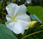 White Morning Glory Seeds Moonflower Vine Variety Sizes SHIPPING heirloom non-GMO seeds