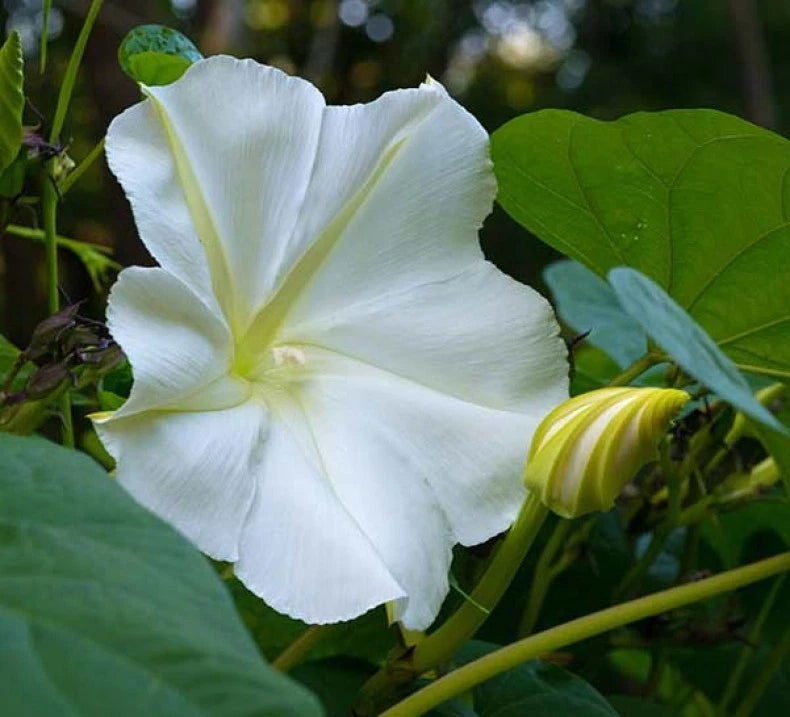 White Morning Glory Seeds Moonflower Vine Variety Sizes SHIPPING heirloom non-GMO seeds