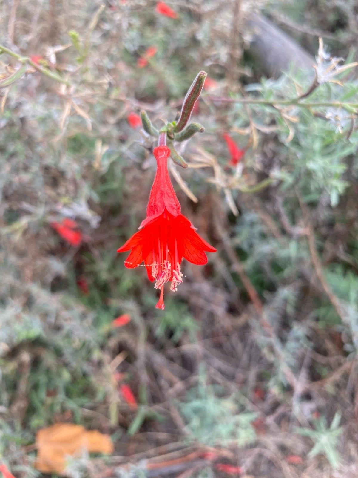 Epilobium canum California Fuchsia Seeds – Heirloom, Non-GMO, High Germination Organic Garden Seeds