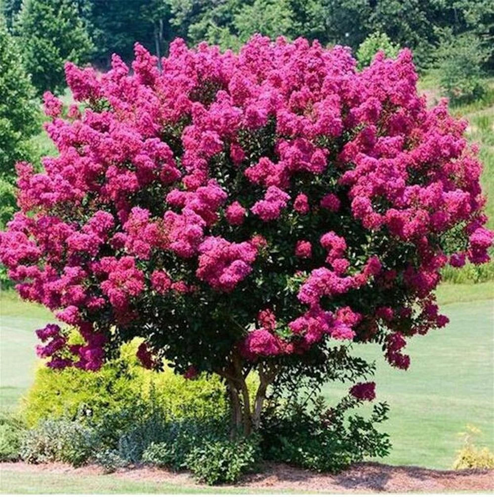 CRAPE CREPE MYRTLE flowering bloom tree bush rare exotic plant garden Seeds – Heirloom, Non-GMO, High Germination Organic Garden Seeds