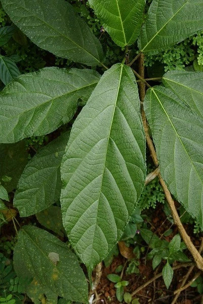 Ficus hispida Hairy Fig Seeds – Heirloom, Non-GMO, High Germination Organic Garden Seeds