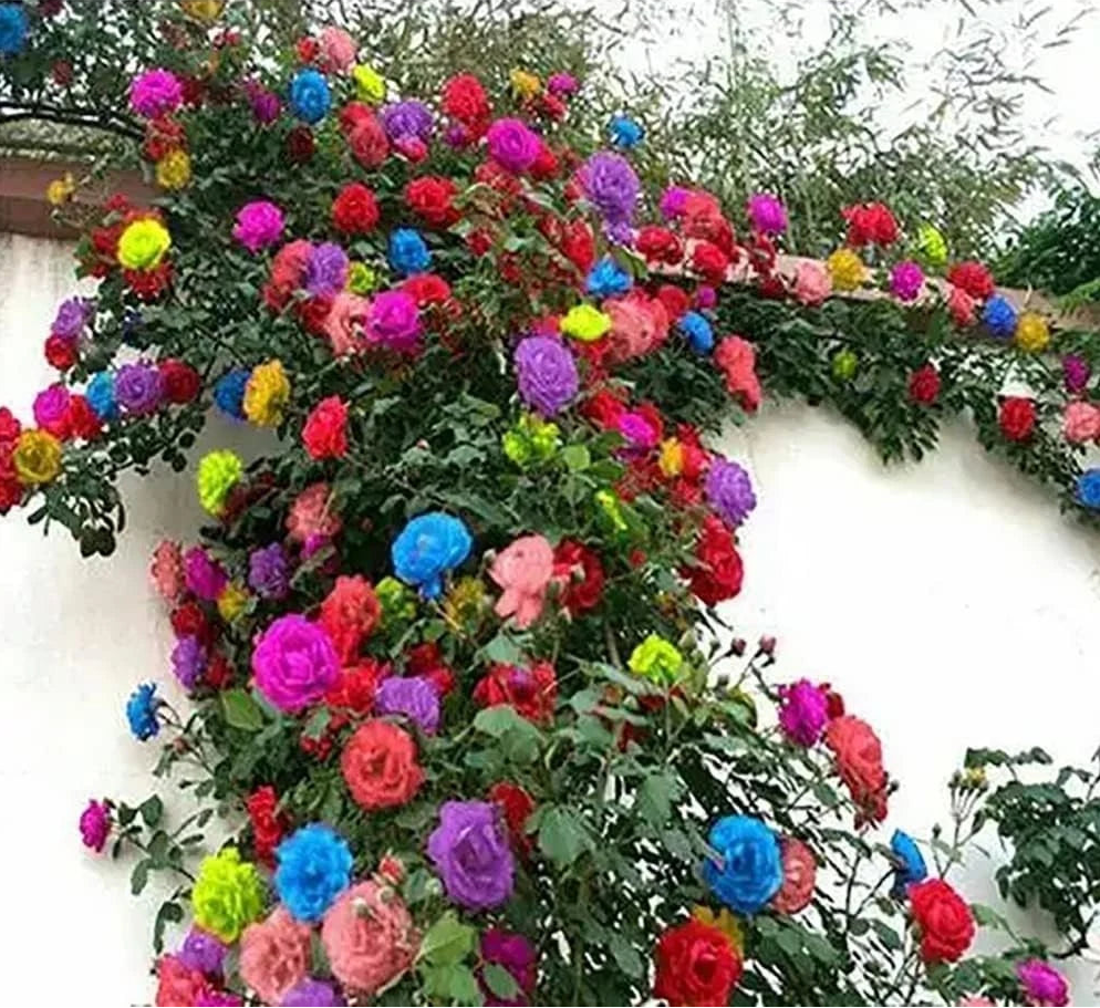 Mix Climbing Rose Seeds - Long-Blooming Ornamental Beauties – Heirloom, Non-GMO, High Germination Organic Garden Seeds