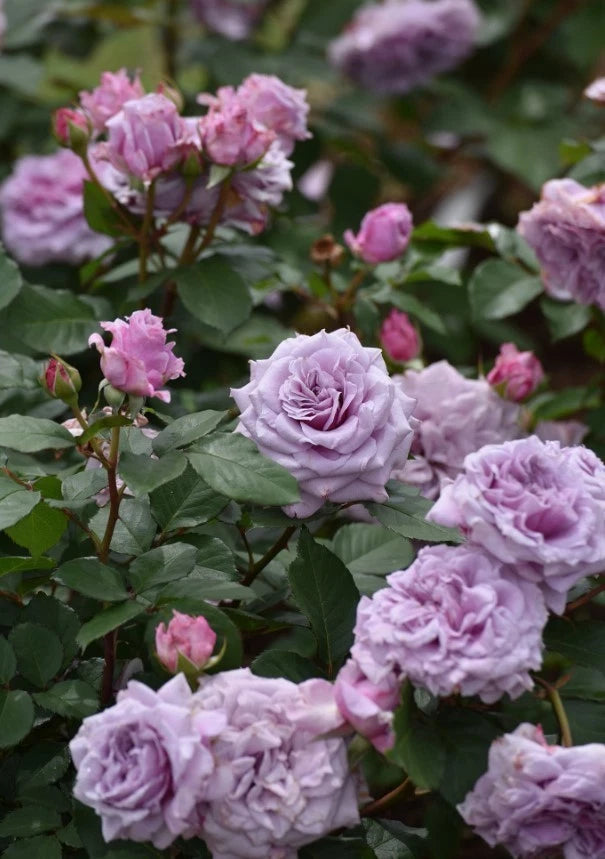 Colin Craven Rose Seeds - Seeds - Rose Flower Gardening – Heirloom, Non-GMO, High Germination Organic Garden Seeds
