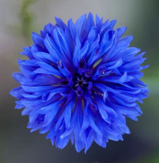 CORNFLOWER Bachelor Button Landscaper s Bulk Seeds – Heirloom, Non-GMO, High Germination Organic Garden Seeds